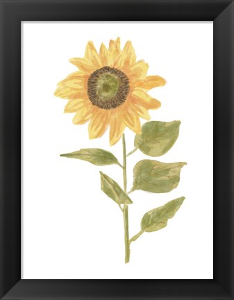 Framed Single Sunflower Portrait II Print