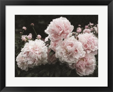 Framed Peony Poetry I Print