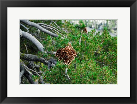 Framed Fresh Growth Print