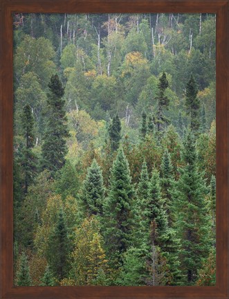 Framed Superior National Forest IV Crop Print