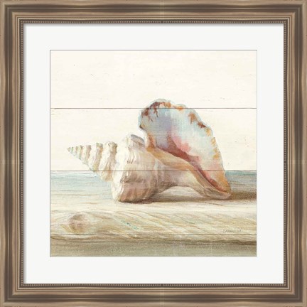 Framed Driftwood Shell IV Print