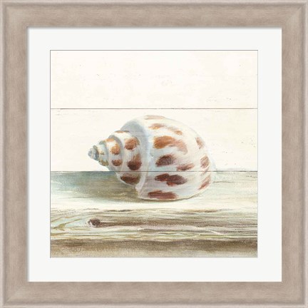 Framed Driftwood Shell II Print