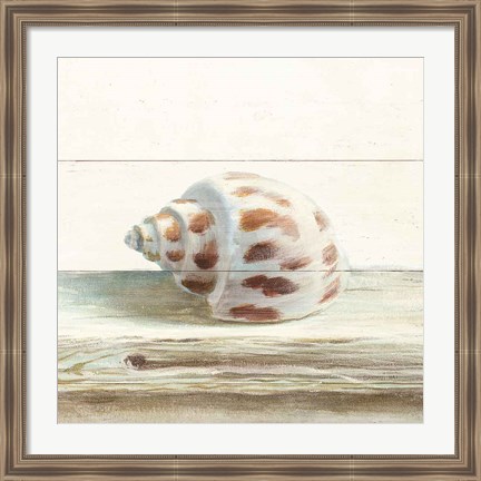 Framed Driftwood Shell II Print