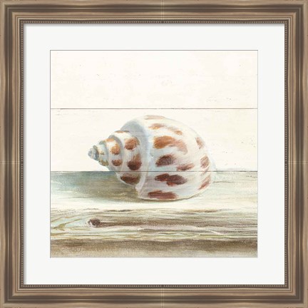 Framed Driftwood Shell II Print