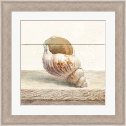 Framed Driftwood Shell I Print