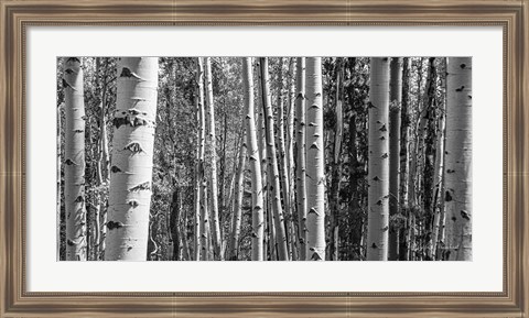 Framed Aspen Grove Print