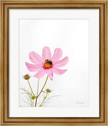 Framed Pale Cosmos II Print