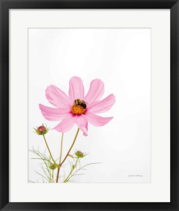 Framed Pale Cosmos II Print