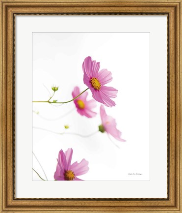 Framed Pale Cosmos I Print