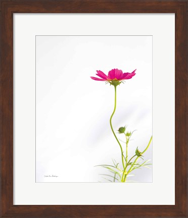 Framed Magenta Cosmos II Print