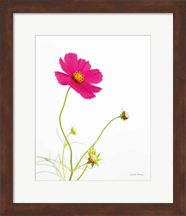 Framed Magenta Cosmos I Print