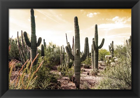 Framed Cactus Field Under Golden Skies Print