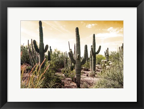 Framed Cactus Field Under Golden Skies Print