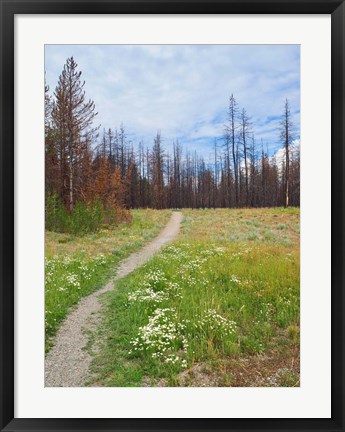 Framed Nature Path Print