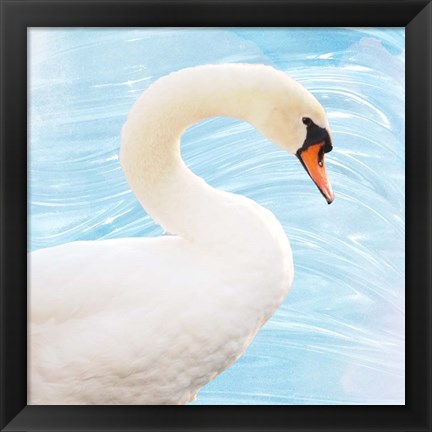 Framed White Swan Print