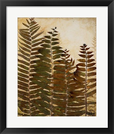 Framed Ferns I Print