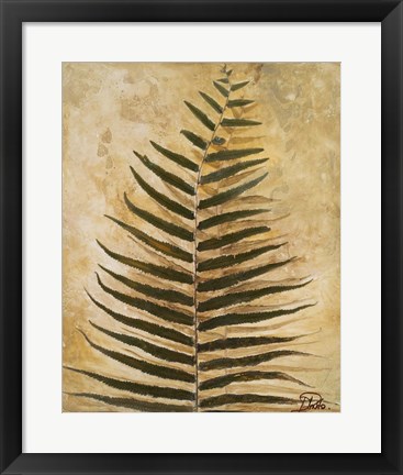 Framed Ferns III Print