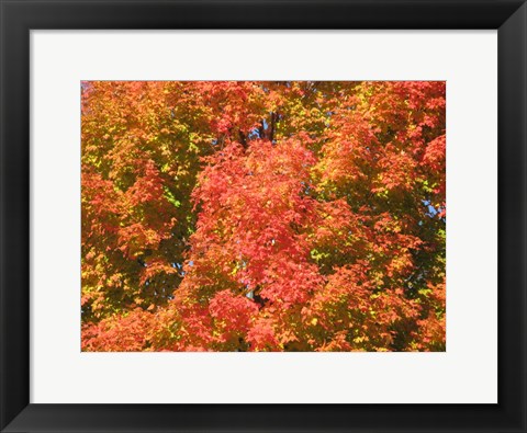 Framed Fall Fury Print