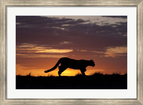 Framed Sunset Cougar Print