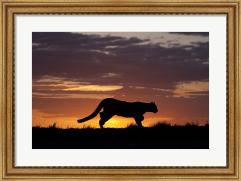 Framed Sunset Cougar Print