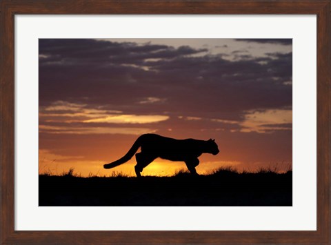 Framed Sunset Cougar Print