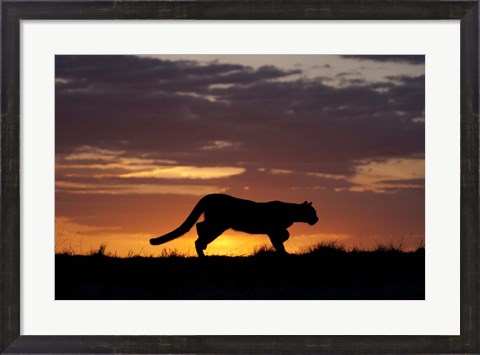 Framed Sunset Cougar Print