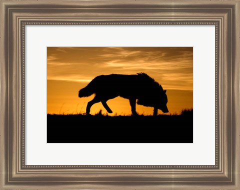 Framed Sunset Wolf Print