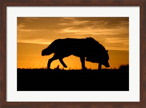 Framed Sunset Wolf Print