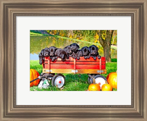 Framed 8 Lab Puppies Print