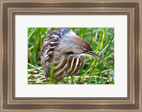 Framed American Bittern Print