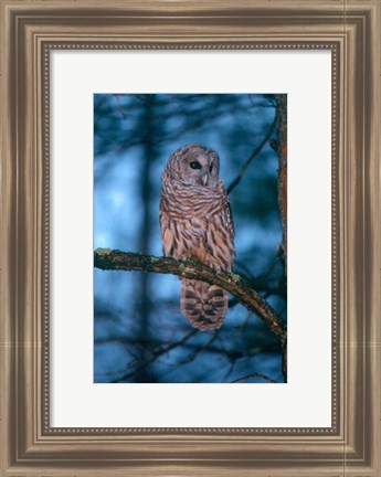 Framed Barred Owl Print