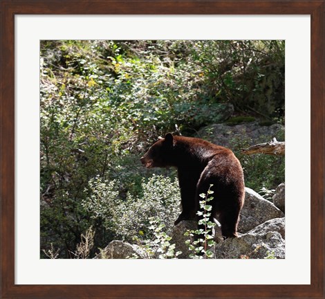 Framed Black Bear Print