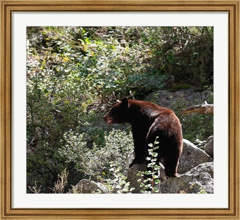 Framed Black Bear Print