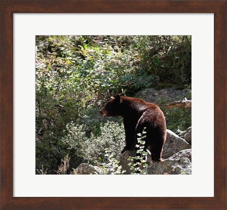 Framed Black Bear Print