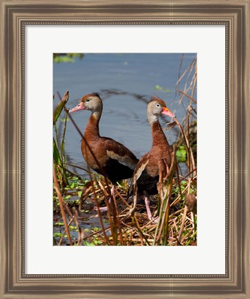 Framed Black Bellied Whistling Duck Print