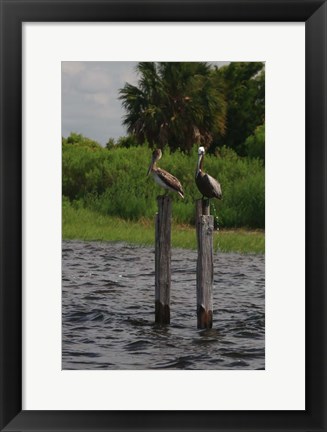 Framed Brown Pelicans Print