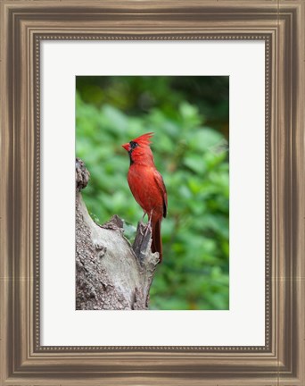 Framed Cardinal Print