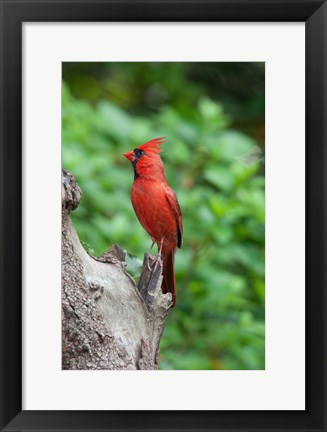 Framed Cardinal Print