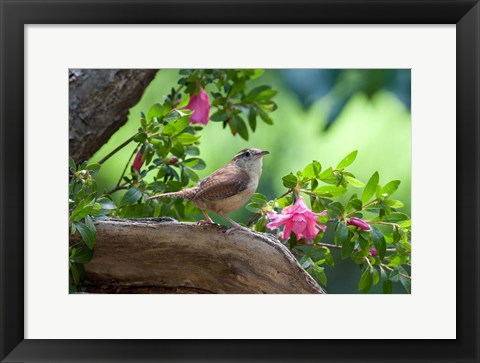 Framed Carolina Wren Print