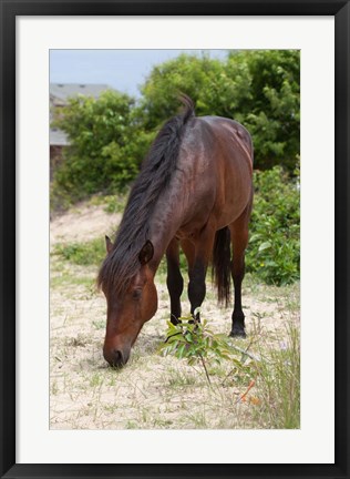 Framed Corolla Beauty Print