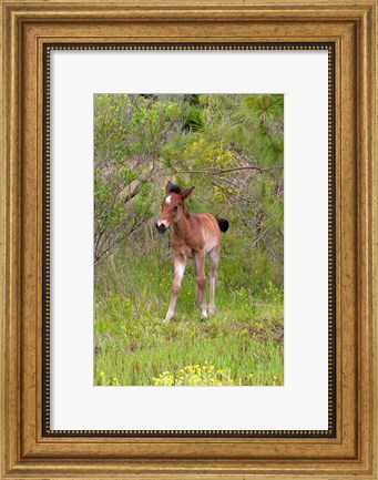 Framed Corolla Colt Print