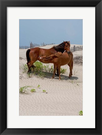 Framed Corolla Mare and Yearling Print