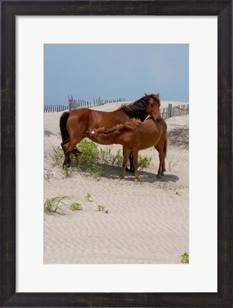 Framed Corolla Mare and Yearling Print