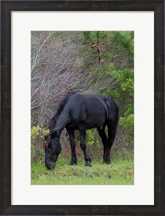 Framed Corolla Stud Print