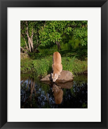 Framed Cougar Drinking Print