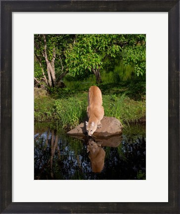 Framed Cougar Drinking Print