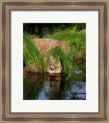 Framed Cougar Print