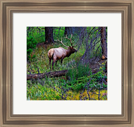 Framed Elk Print