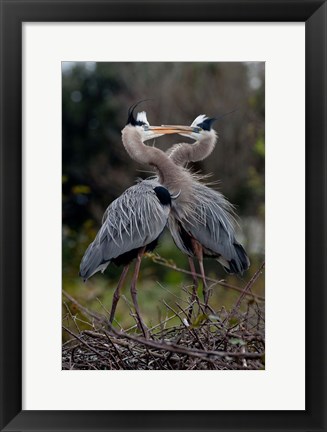 Framed Great Blue Heron Print