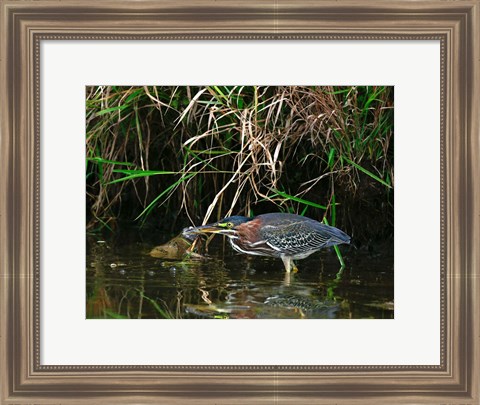 Framed Green Heron Print